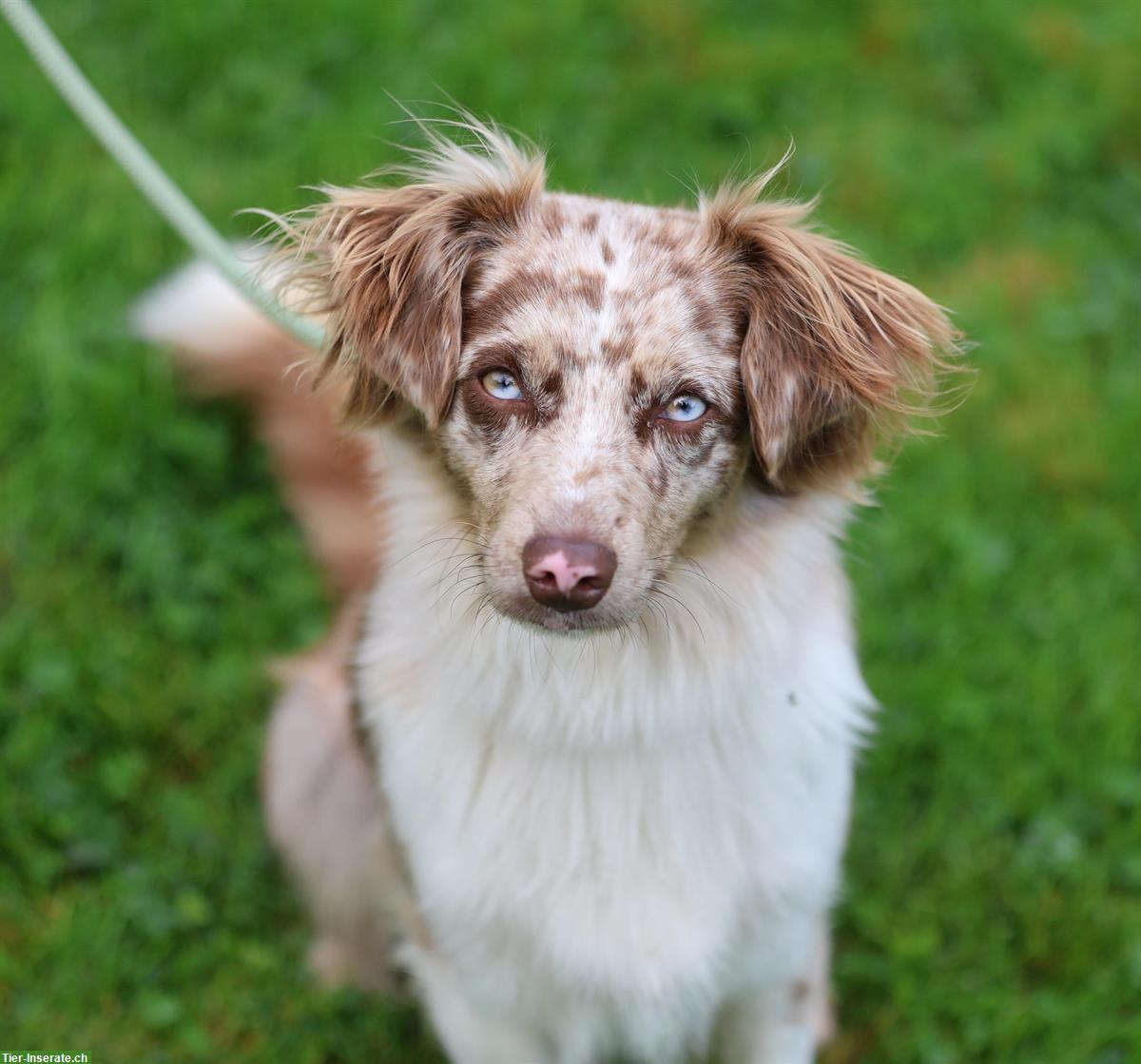 Wurfankündigung Mini Australian Shepherd