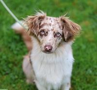 Wurfankündigung Mini Australian Shepherd