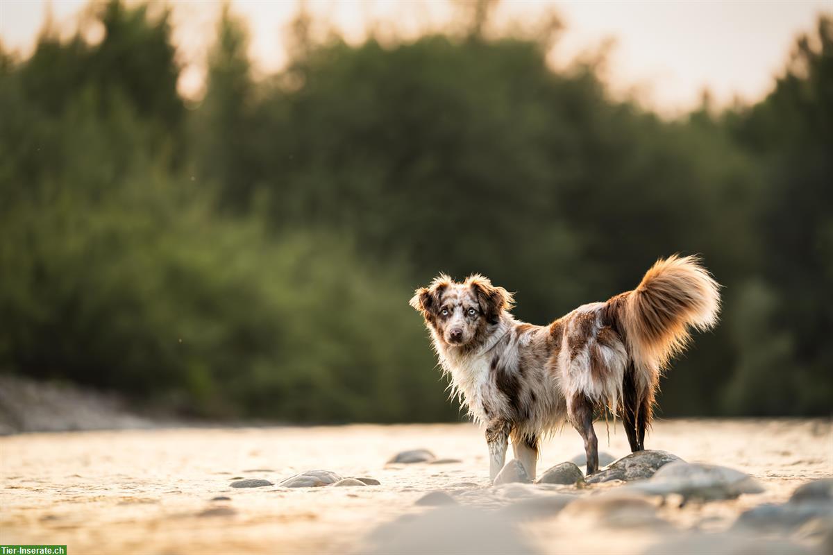 Bild 2: Wurfankündigung Mini Australian Shepherd