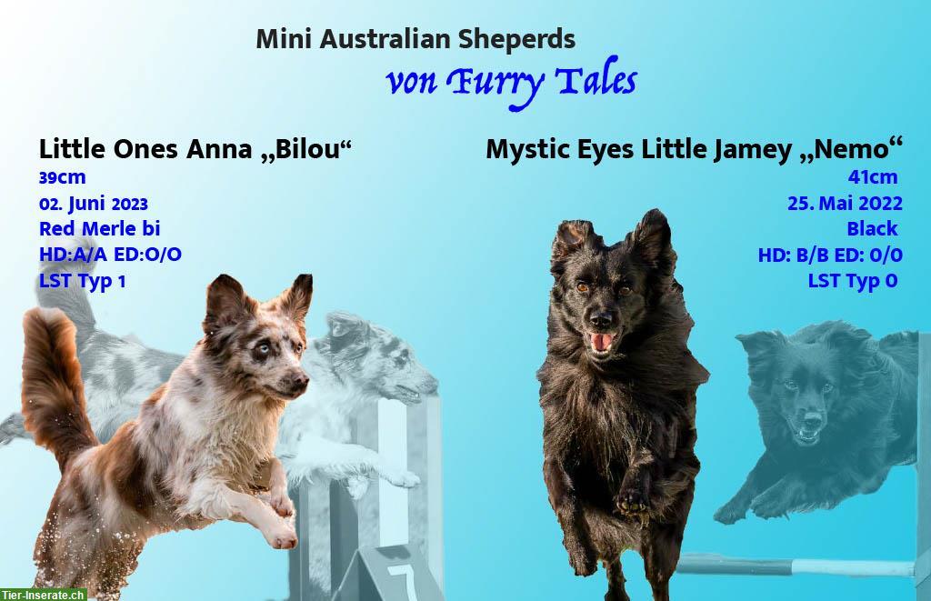 Bild 4: Wurfankündigung Mini Australian Shepherd