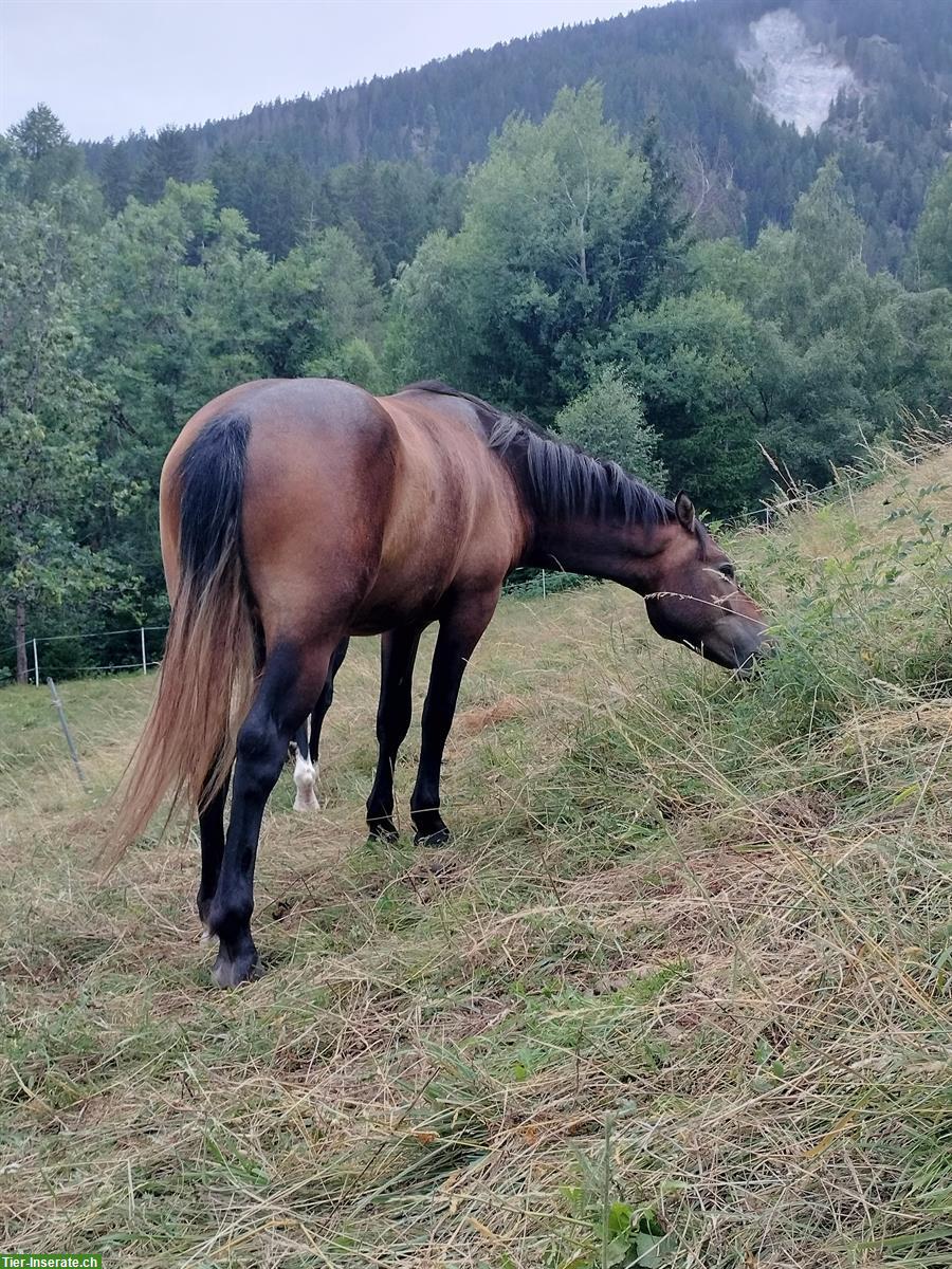 Bild 6: Freiberger Wallach Jg. 2023, Allrounder in Sonderfarbe