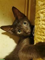 Orientalisch Kurzhaar Kitten (weiblich), anhänglich und sozial
