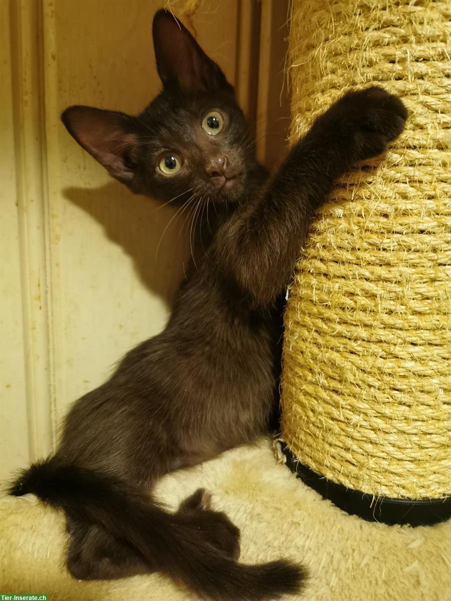Bild 3: Orientalisch Kurzhaar Kitten (weiblich), anhänglich und sozial