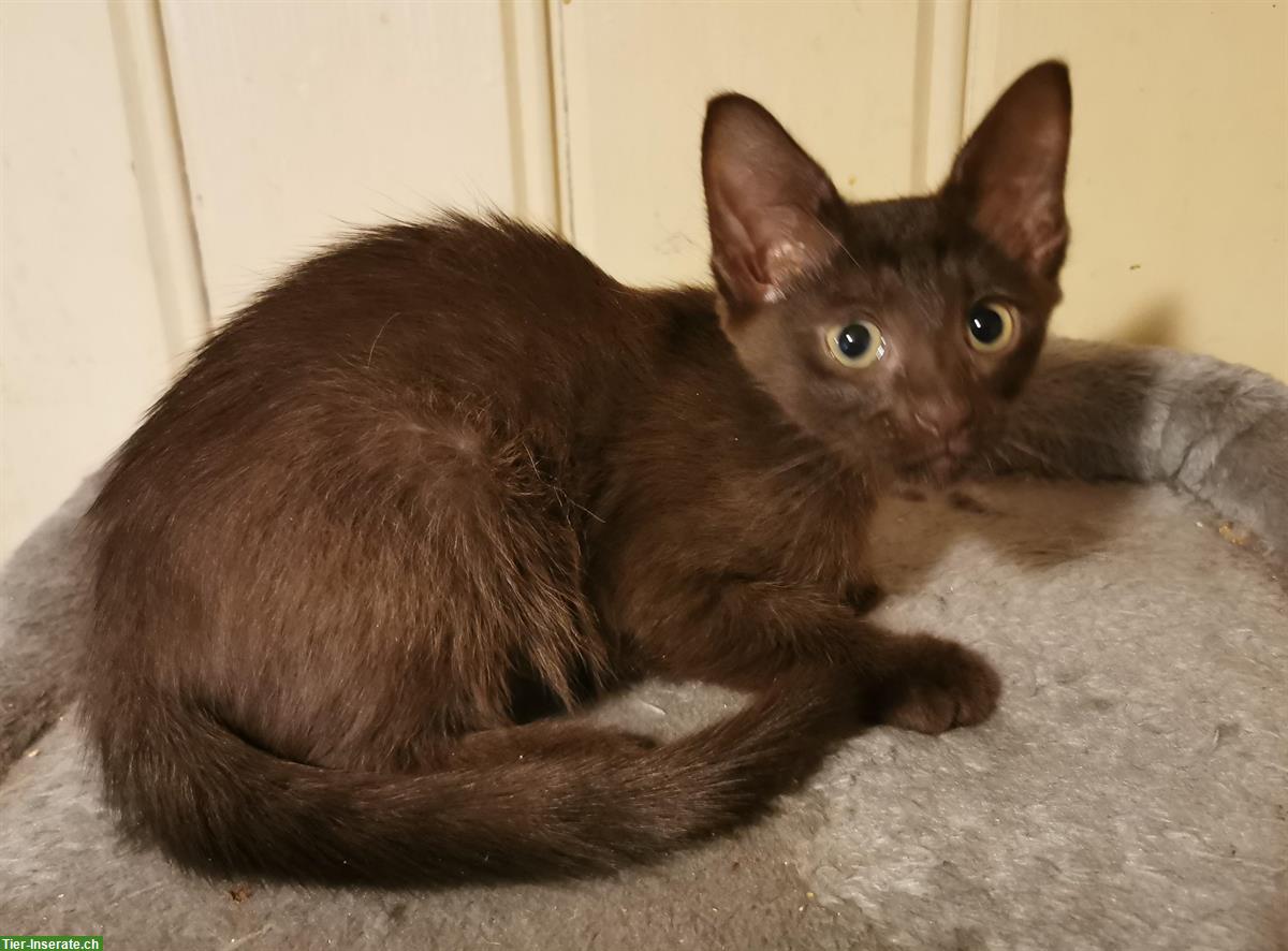 Bild 4: Orientalisch Kurzhaar Kitten (weiblich), anhänglich und sozial