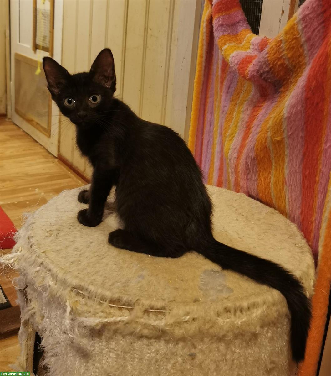 Bild 5: Orientalisch Kurzhaar Kitten (weiblich), anhänglich und sozial