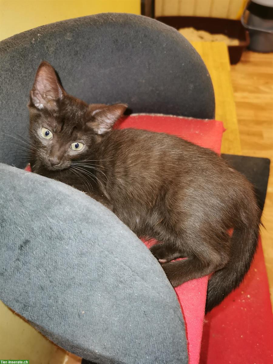 Bild 6: Orientalisch Kurzhaar Kitten (weiblich), anhänglich und sozial