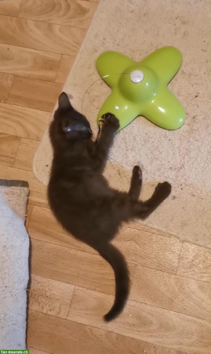 Bild 7: Orientalisch Kurzhaar Kitten (weiblich), anhänglich und sozial