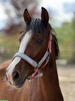 Wunderschöne Sportponystute mit Potential