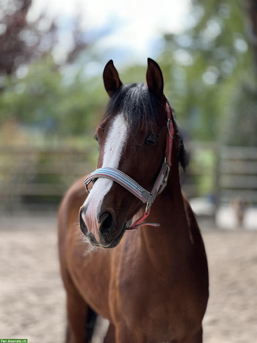 Bild 2: Wunderschöne Sportponystute mit Potential