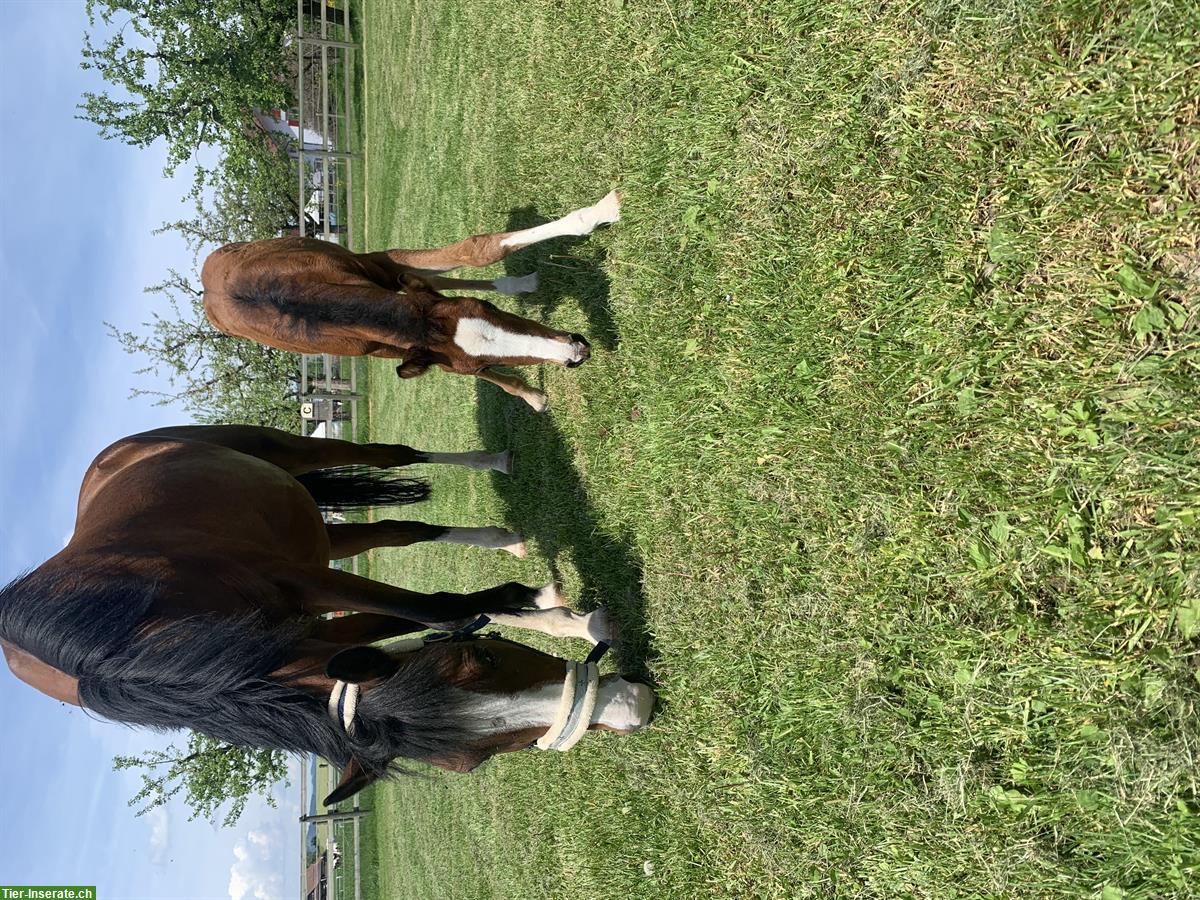 Bild 3: Wunderschöne Sportponystute mit Potential
