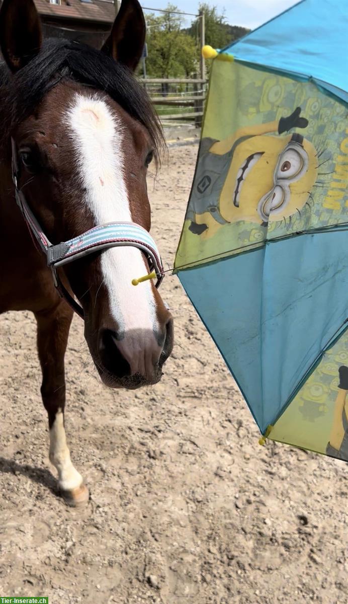 Bild 4: Wunderschöne Sportponystute mit Potential