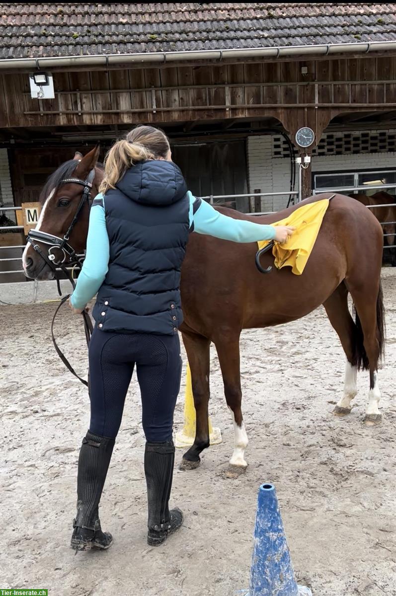 Bild 5: Wunderschöne Sportponystute mit Potential