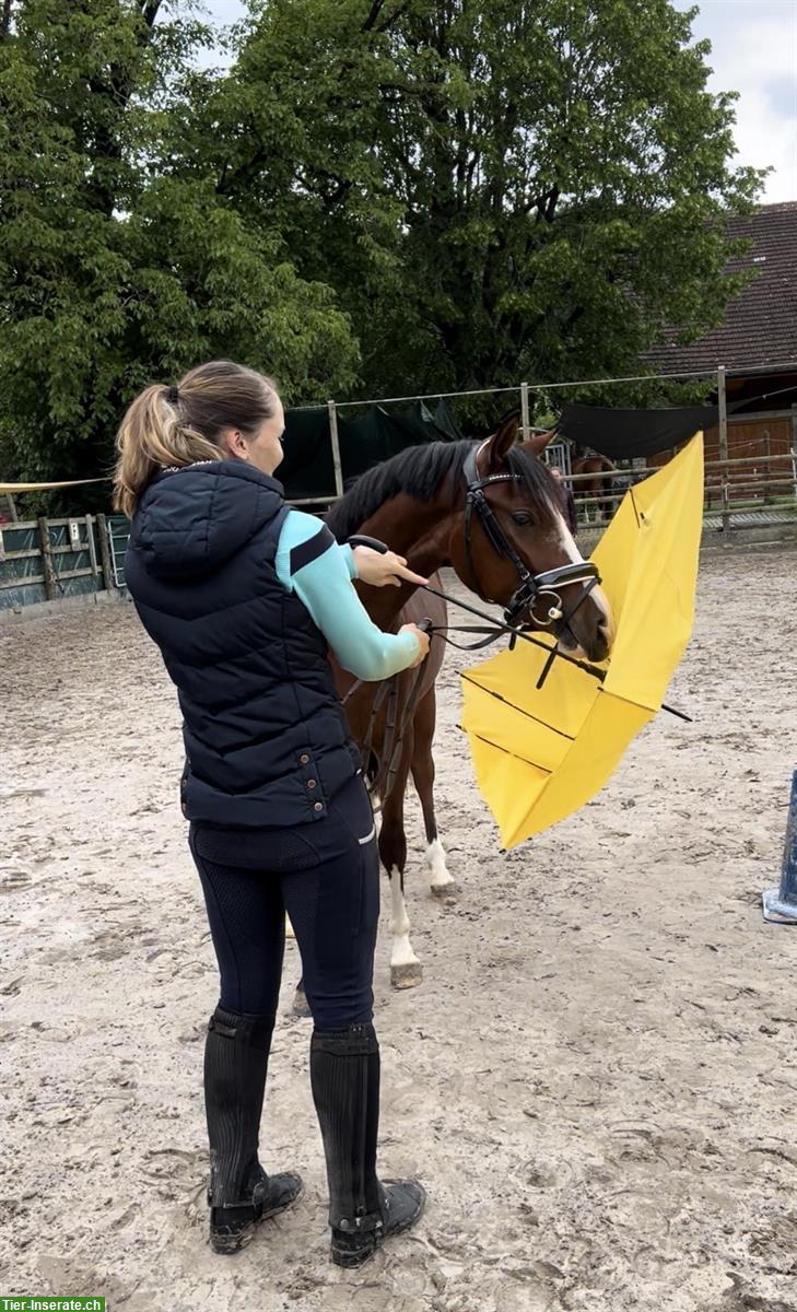 Bild 6: Wunderschöne Sportponystute mit Potential