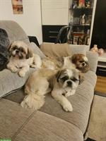 3-jährige Shih Tzu Hunde, 1 weiblich + 1 männlich zu verkaufen