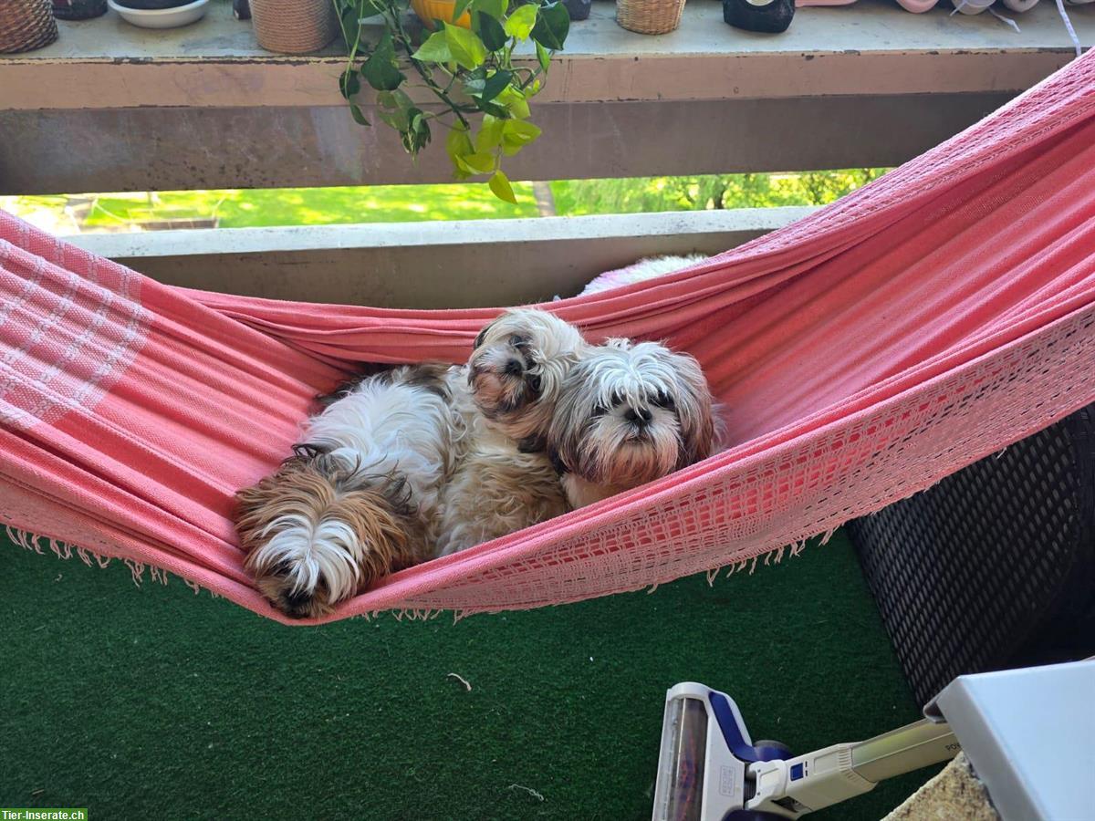 Bild 2: 3-jährige Shih Tzu Hunde, 1 weiblich + 1 männlich zu verkaufen