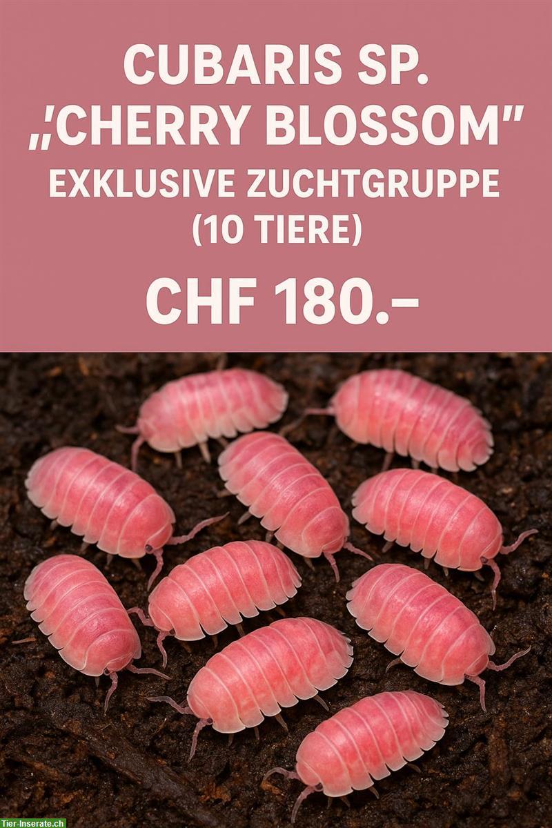 Bild 5: Asseln und Tausendfüssler abzugeben