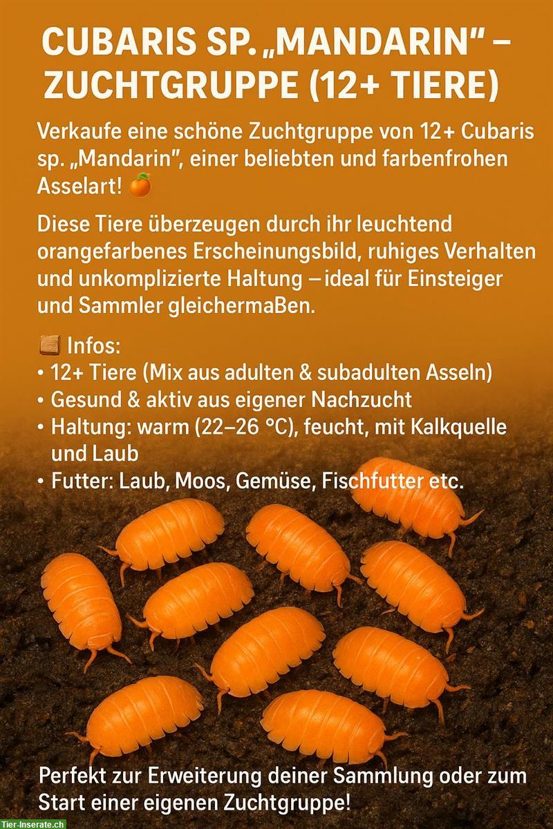 Bild 6: Asseln und Tausendfüssler abzugeben