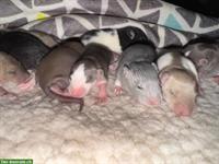 Junge, handzahme Ratten suchen artgerechtes Daheim