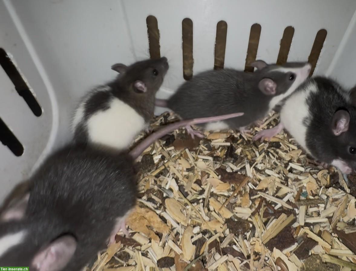 Bild 3: Junge, handzahme Ratten suchen artgerechtes Daheim