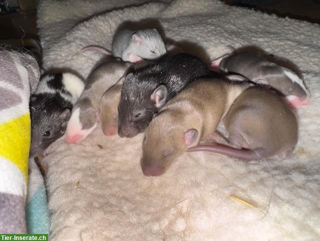 Bild 5: Junge, handzahme Ratten suchen artgerechtes Daheim