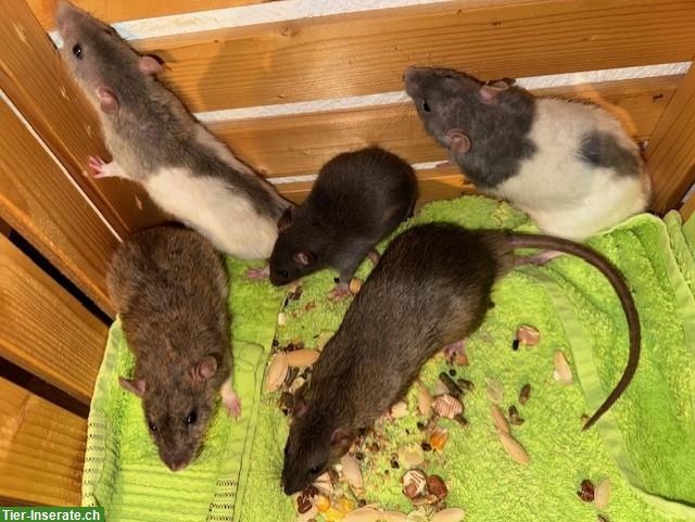 Bild 6: Junge, handzahme Ratten suchen artgerechtes Daheim
