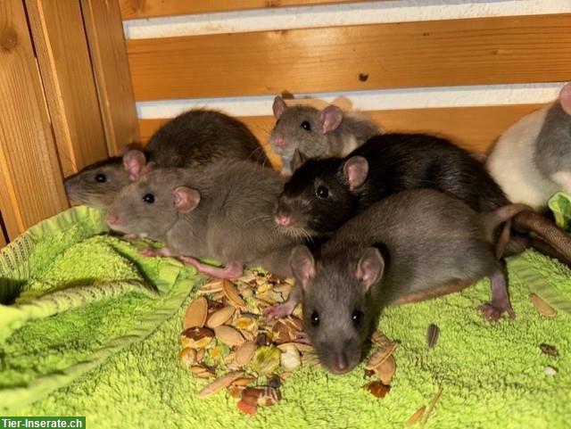Bild 7: Junge, handzahme Ratten suchen artgerechtes Daheim