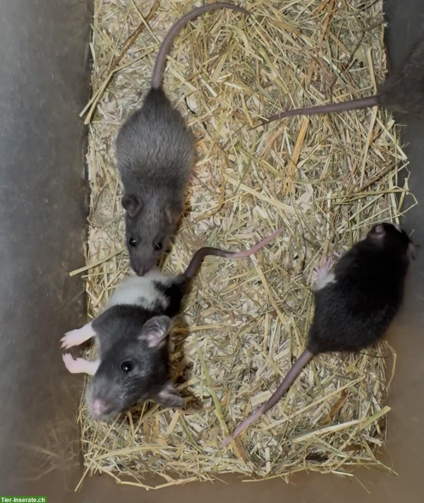 Bild 8: Junge, handzahme Ratten suchen artgerechtes Daheim