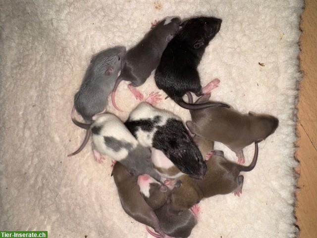 Bild 9: Junge, handzahme Ratten suchen artgerechtes Daheim