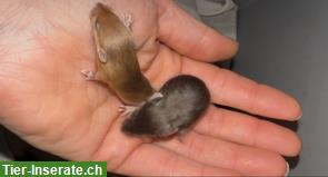 Bild 5: Junge Farbmäuse suchen ein artgerechtes Zuhause