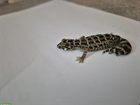 1-jähriges Viperngecko Paar zu verkaufen