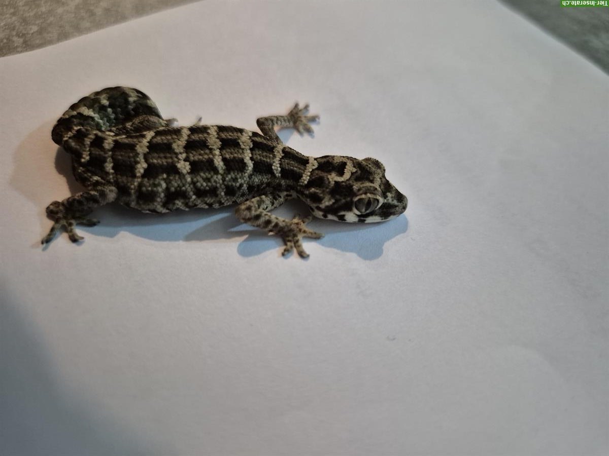 Bild 2: 1-jähriges Viperngecko Paar zu verkaufen