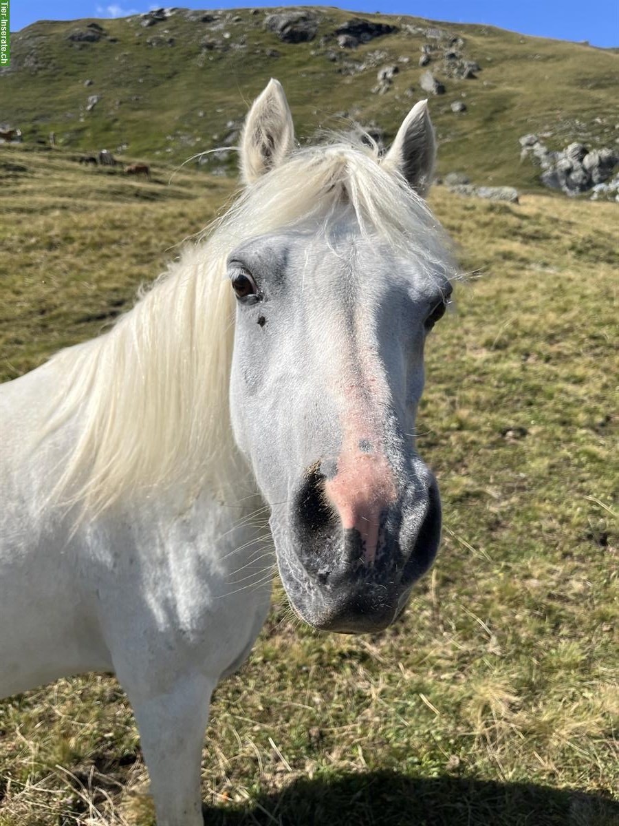 Reitbeteiligung auf Welsh-Mountain-Pony gesucht
