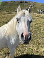 Reitbeteiligung auf Welsh-Mountain-Pony gesucht