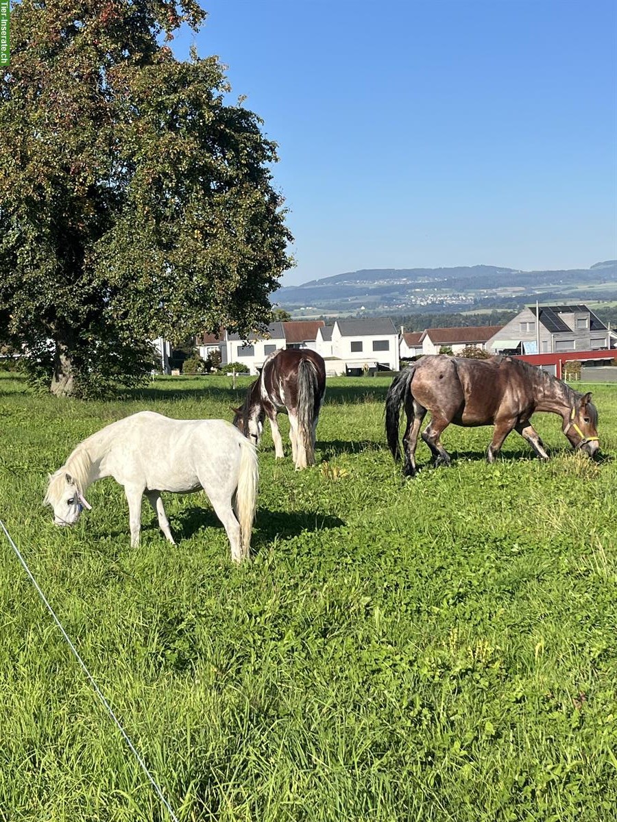 Bild 2: Reitbeteiligung auf Welsh-Mountain-Pony gesucht