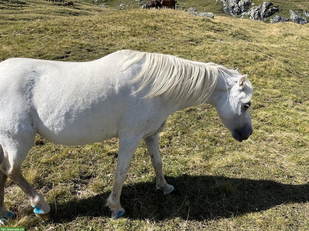 Bild 3: Reitbeteiligung auf Welsh-Mountain-Pony gesucht