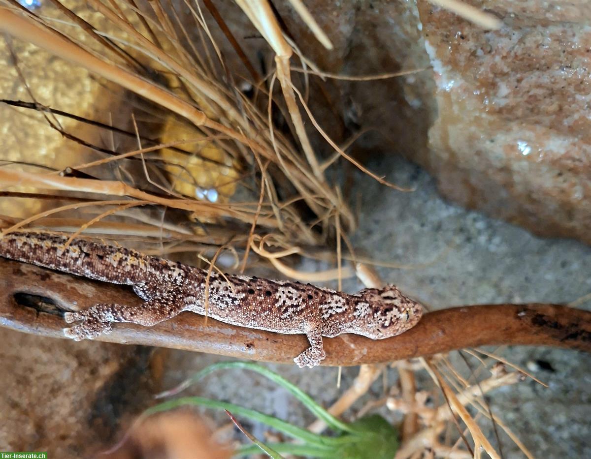 1.0 Strophurus ciliaris ciliaris zu verkaufen