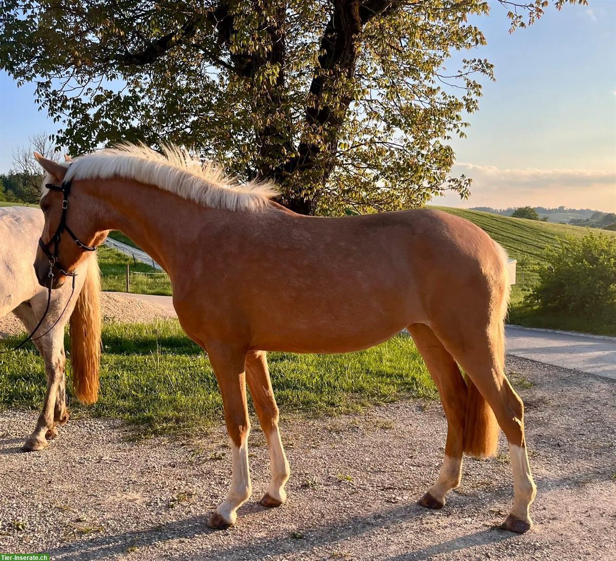 Deutsches Reitpony, Palomino-Stute, 3 Jahre, zu verkaufen
