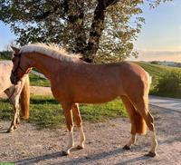 Deutsches Reitpony, Palomino-Stute, 3 Jahre, zu verkaufen