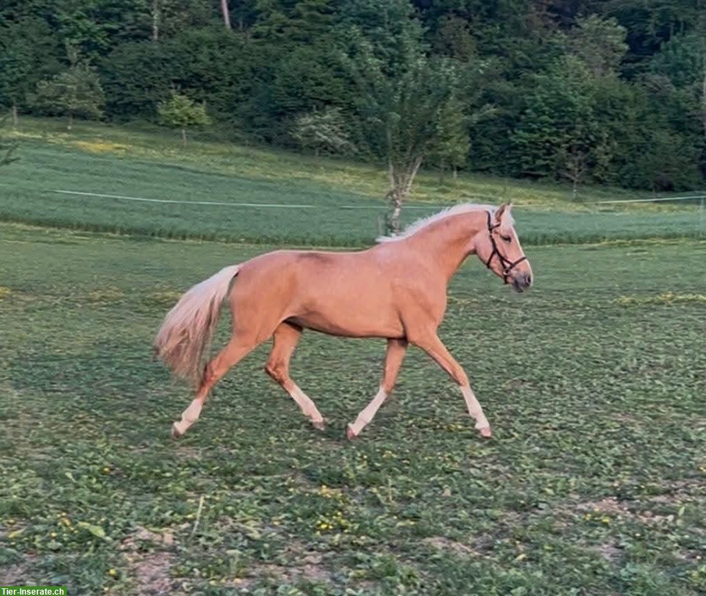 Bild 2: Deutsches Reitpony, Palomino-Stute, 3 Jahre, zu verkaufen