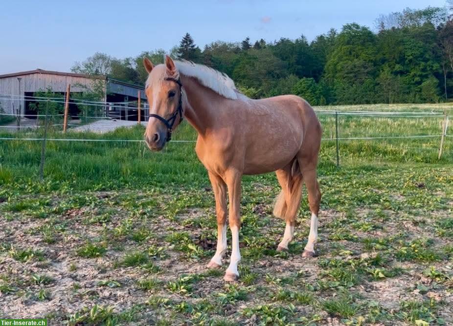Bild 3: Deutsches Reitpony, Palomino-Stute, 3 Jahre, zu verkaufen