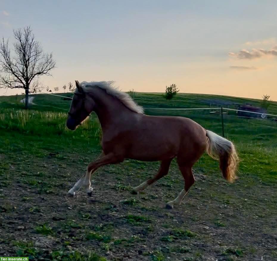 Bild 4: Deutsches Reitpony, Palomino-Stute, 3 Jahre, zu verkaufen
