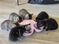 Maine Coon Kitten, Tiger-Kätzchen suchen liebes Zuhause