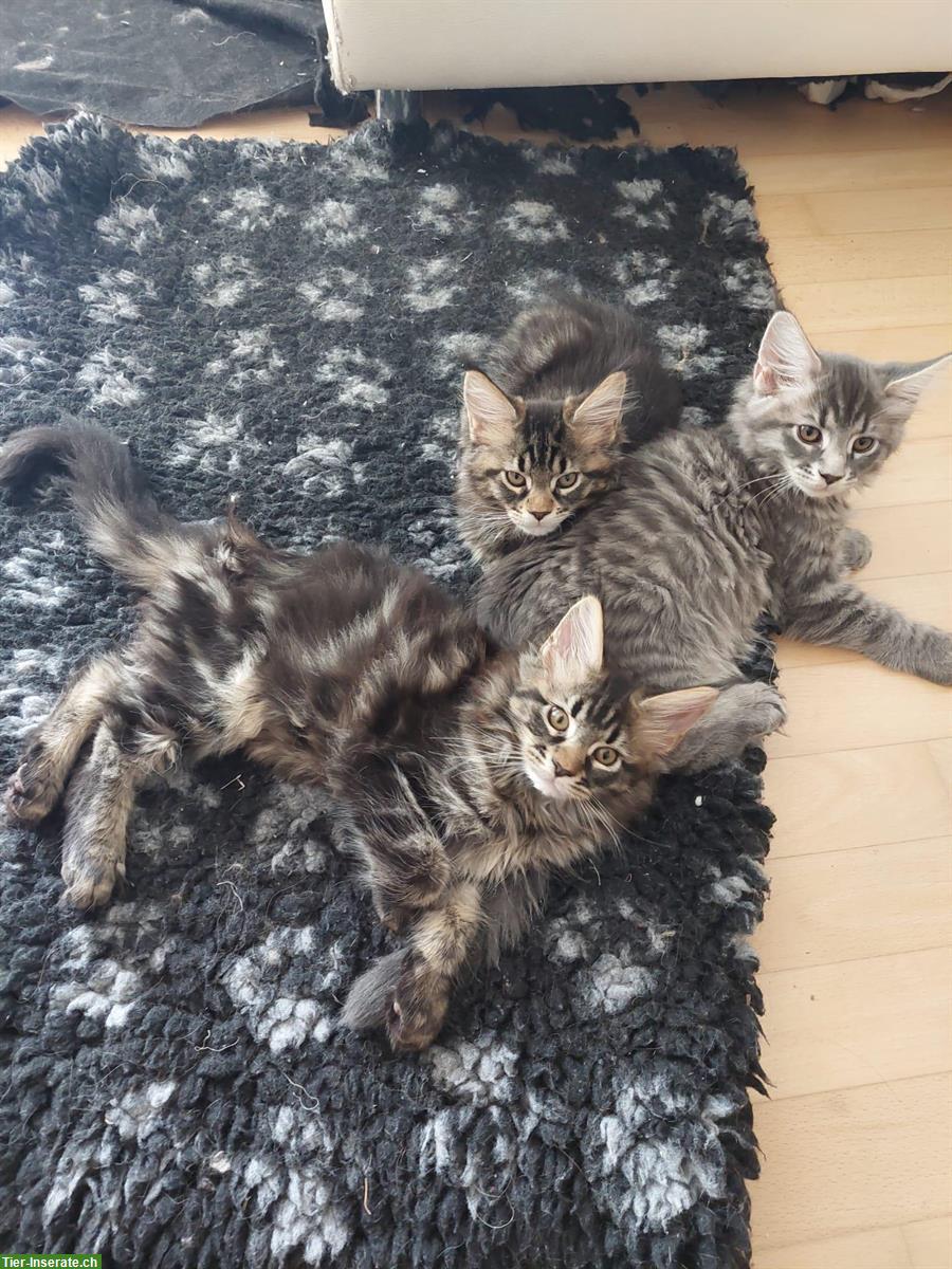 Bild 3: Maine Coon Kitten, Tiger-Kätzchen suchen liebes Zuhause