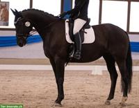 Pferd/Reiter-Ausbildung mit englisch/western gerittenen Sportpferden