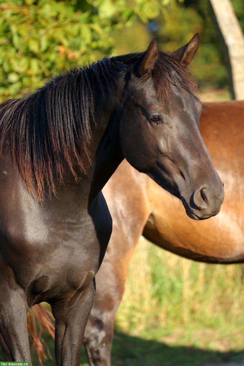 Bild 2: Pferd/Reiter-Ausbildung mit englisch/western gerittenen Sportpferden