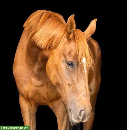 Bild 3: Pferd/Reiter-Ausbildung mit englisch/western gerittenen Sportpferden