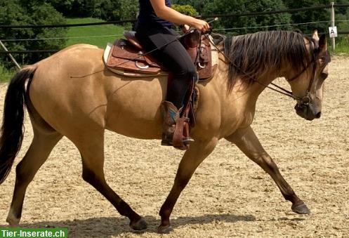 Bild 4: Pferd/Reiter-Ausbildung mit englisch/western gerittenen Sportpferden