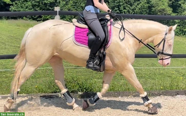 Bild 5: Pferd/Reiter-Ausbildung mit englisch/western gerittenen Sportpferden