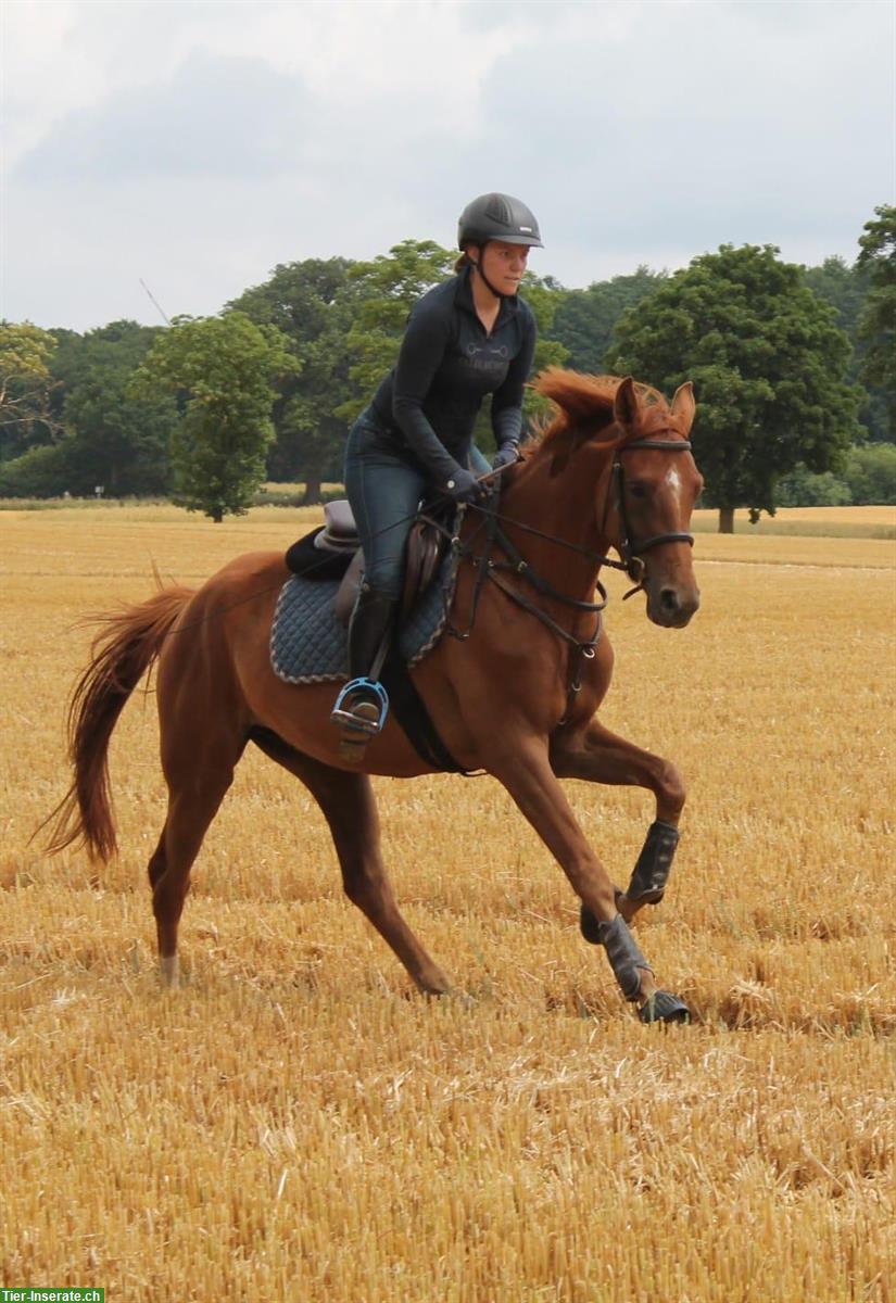 Bild 6: Pferd/Reiter-Ausbildung mit englisch/western gerittenen Sportpferden