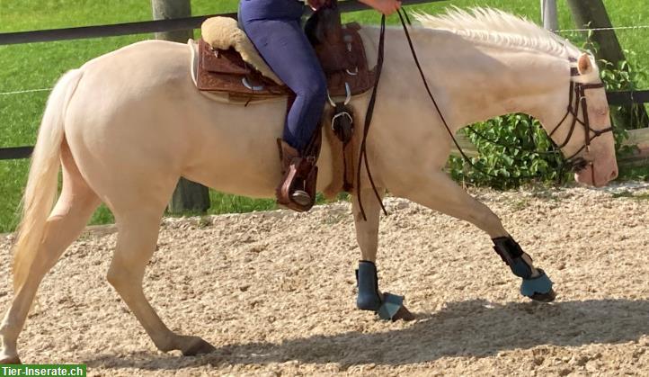 Bild 7: Pferd/Reiter-Ausbildung mit englisch/western gerittenen Sportpferden
